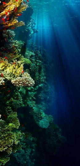 2017年12月31日更新-海底珊瑚
