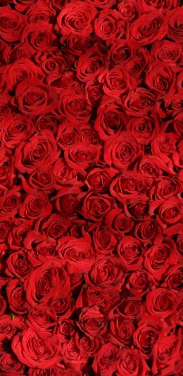 iphoneX壁纸 - 红玫瑰（2436 × 1125）
