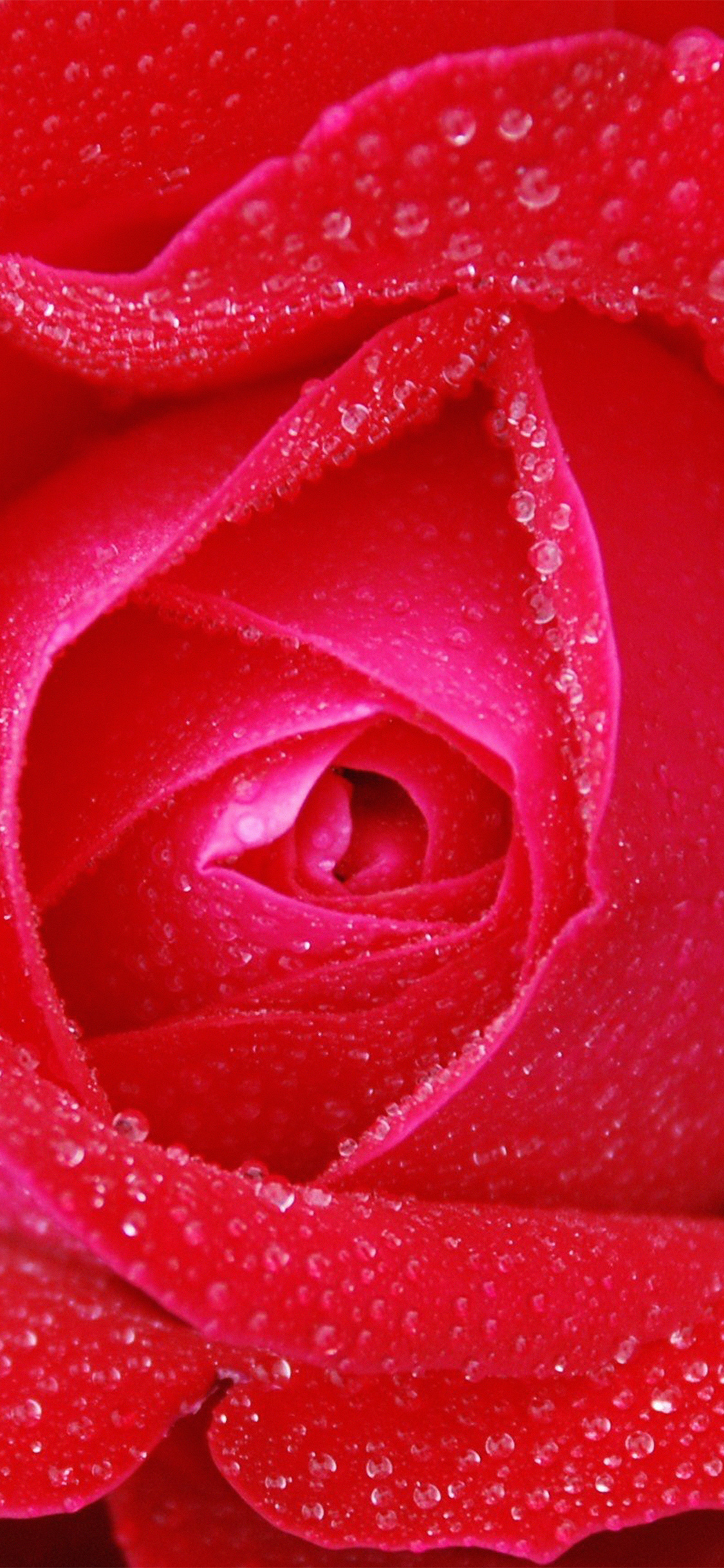 iphoneX红色玫瑰壁纸（2436 × 1125）