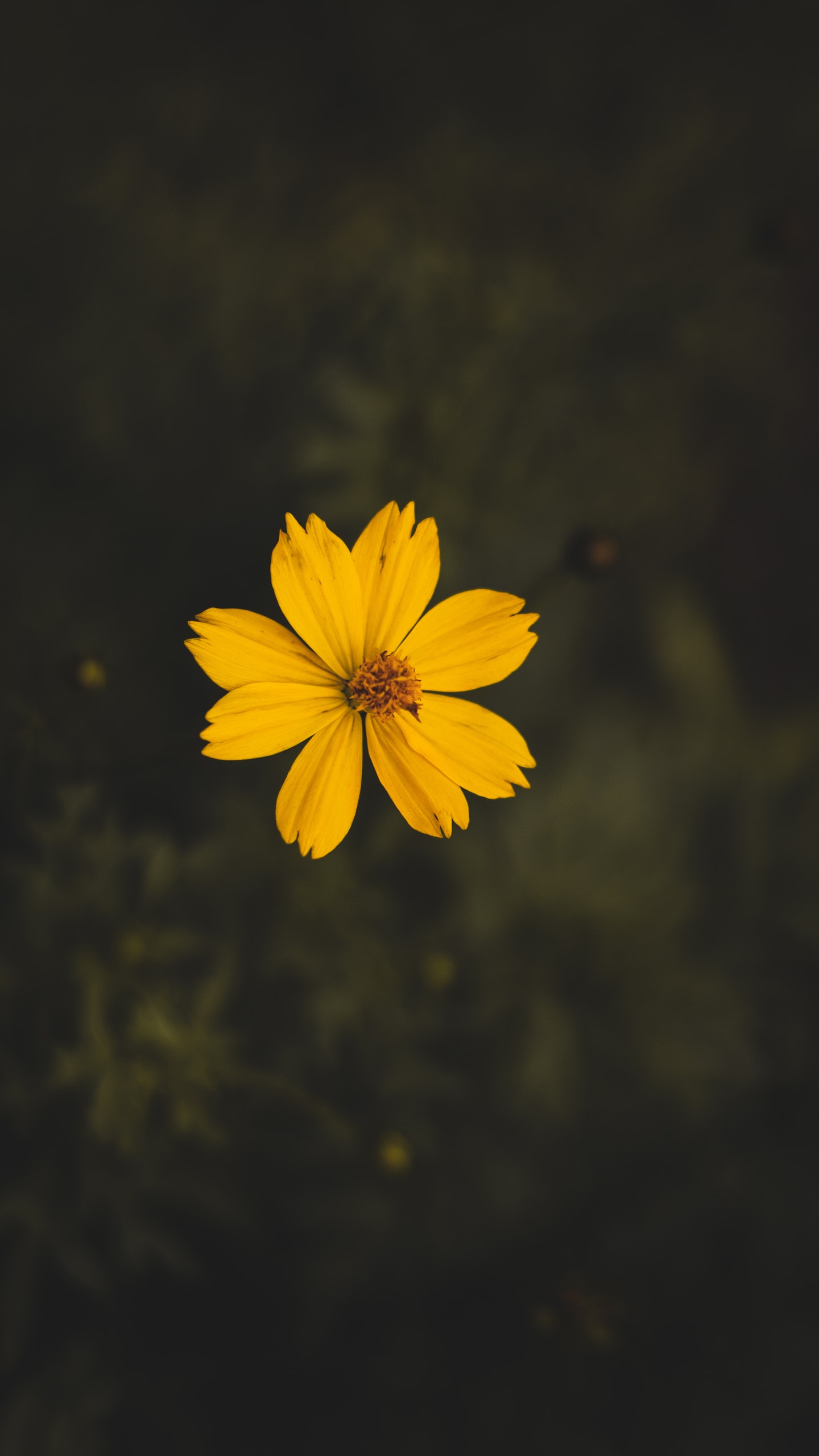 2560×1440 微距下的野菊花