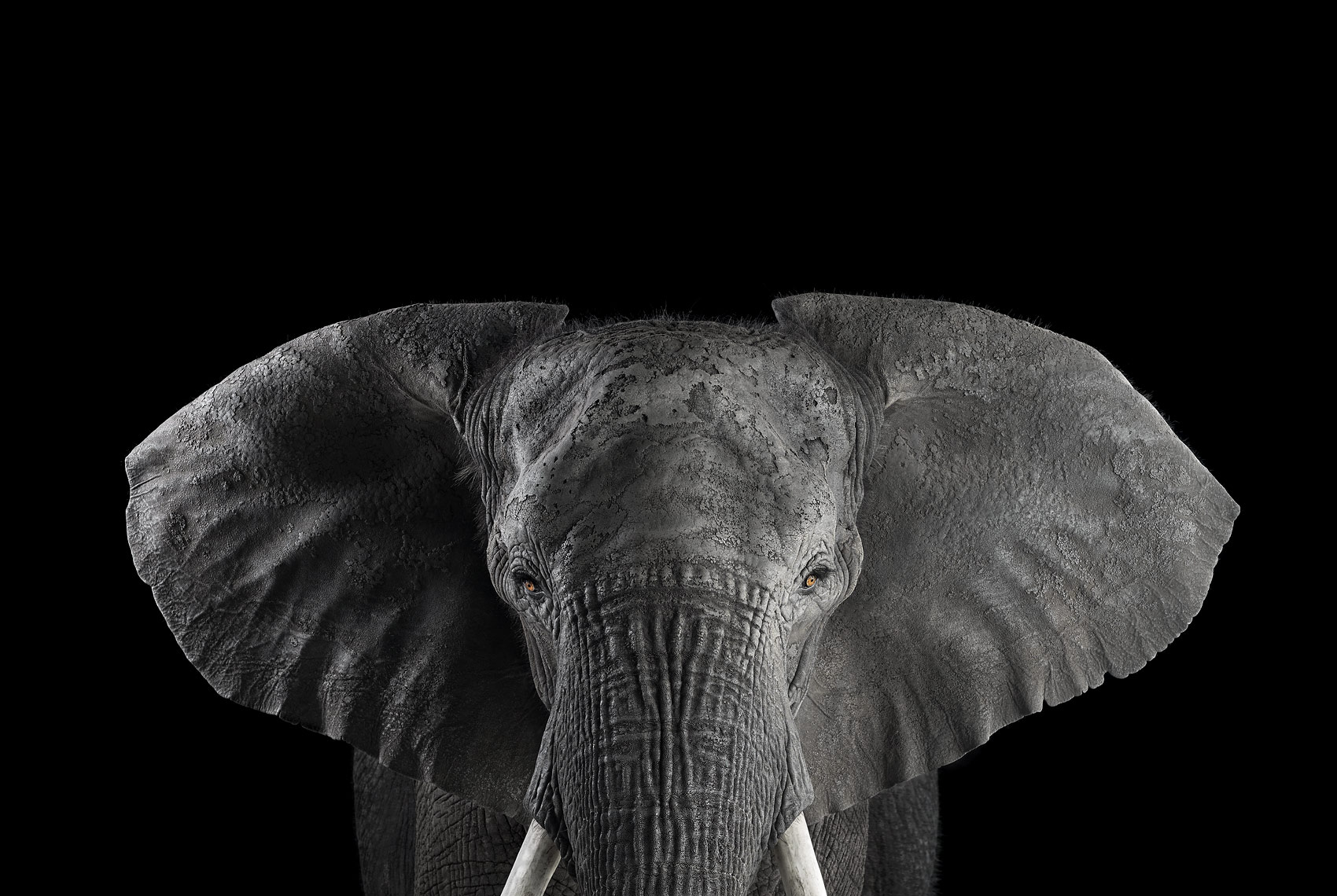 微软摄影师作品-大象