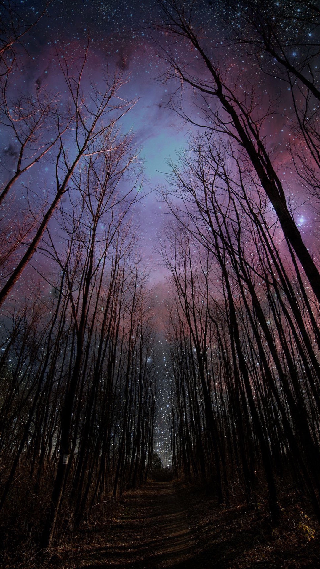 手机壁纸-树林和星空
