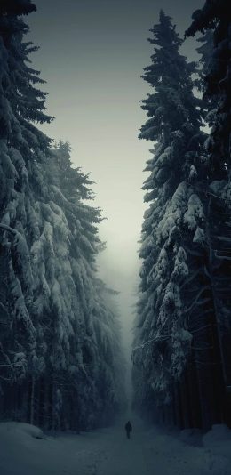 手机壁纸-雪地和树林