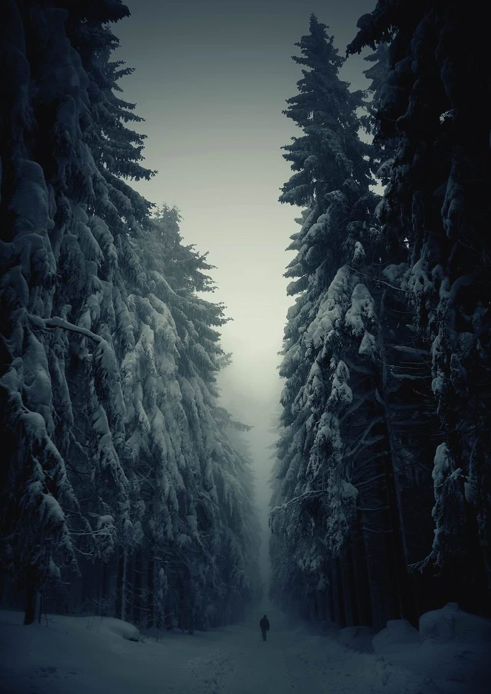 手机壁纸-雪地和树林