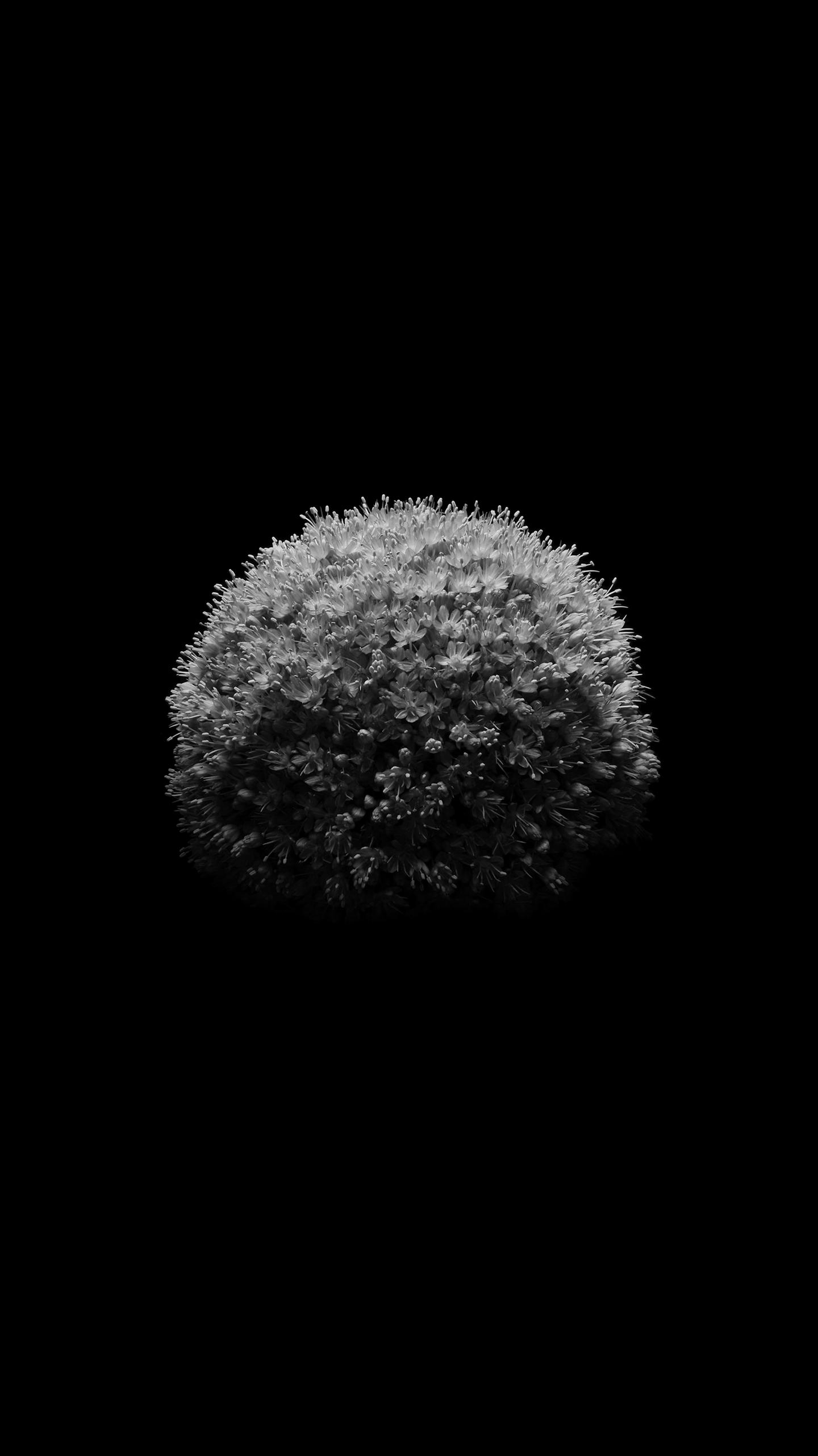 黑色壁纸-花