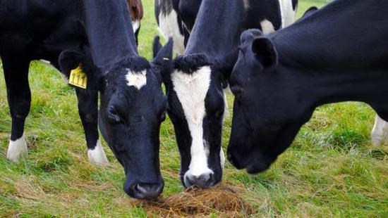 科学家要用疫苗，减轻畜牧业对全球变暖的影响