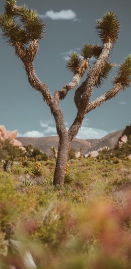 风景壁纸