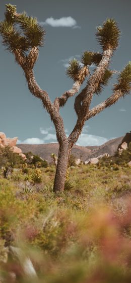 风景壁纸