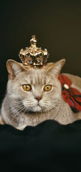 戴皇冠的胖猫咪