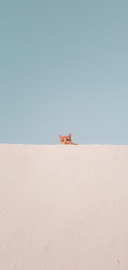 发现一只橘猫