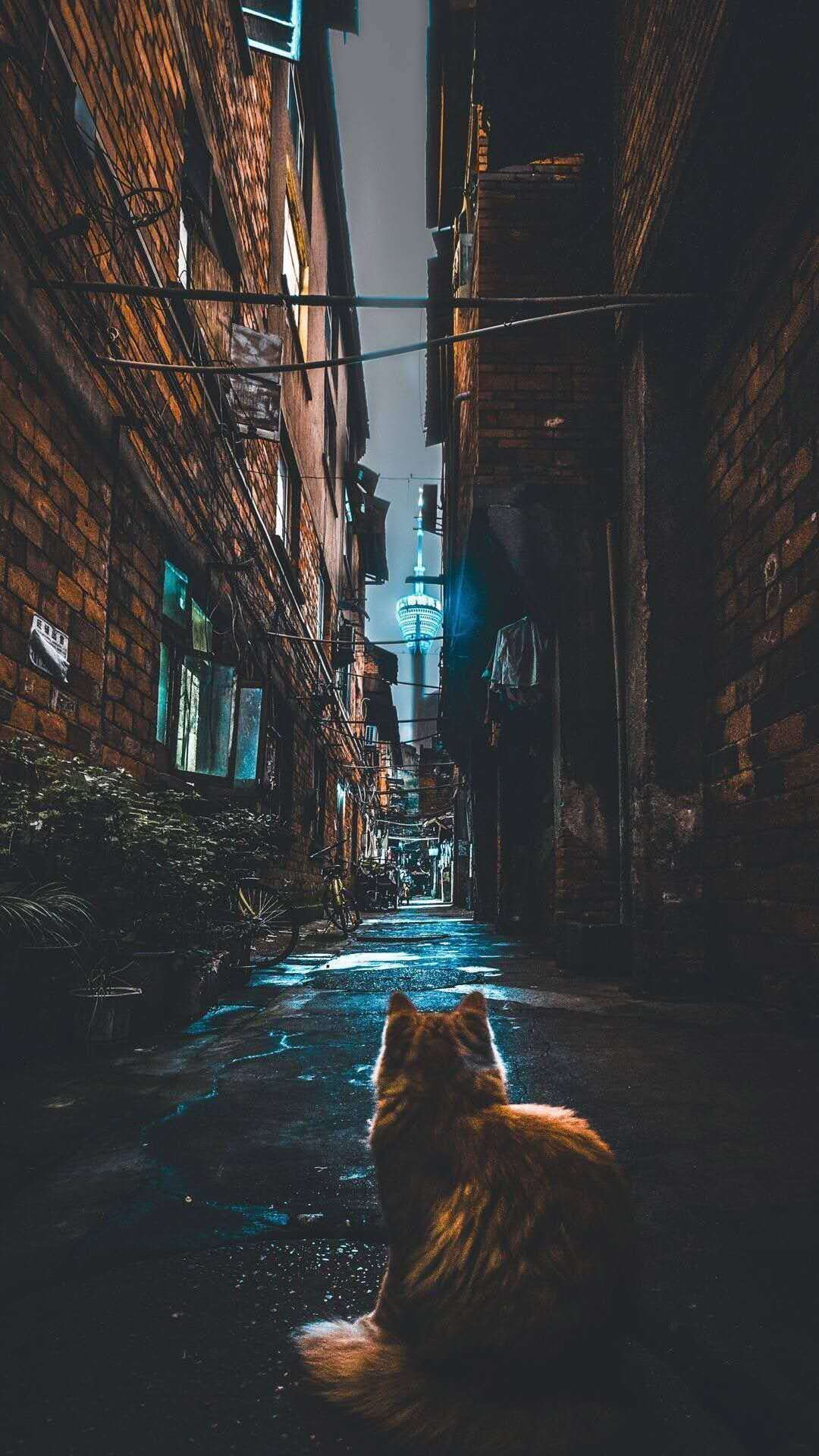 猫