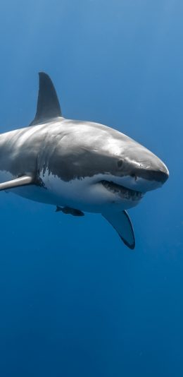 鲨鱼 蓝色海洋 2K（2960x1440）手机壁纸图片