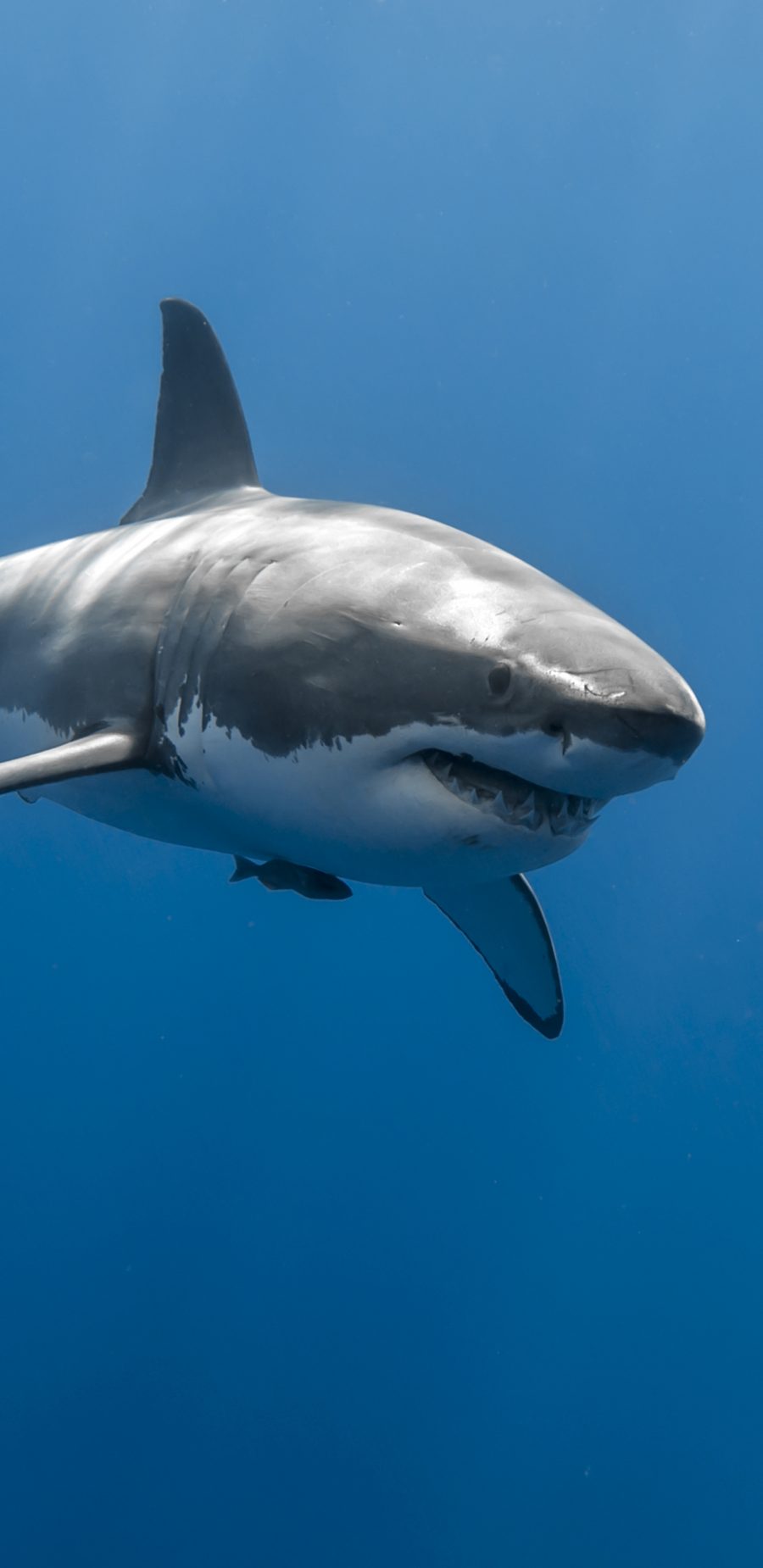 鲨鱼 蓝色海洋 2K（2960×1440）手机壁纸图片