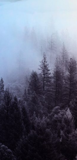 森林雾气