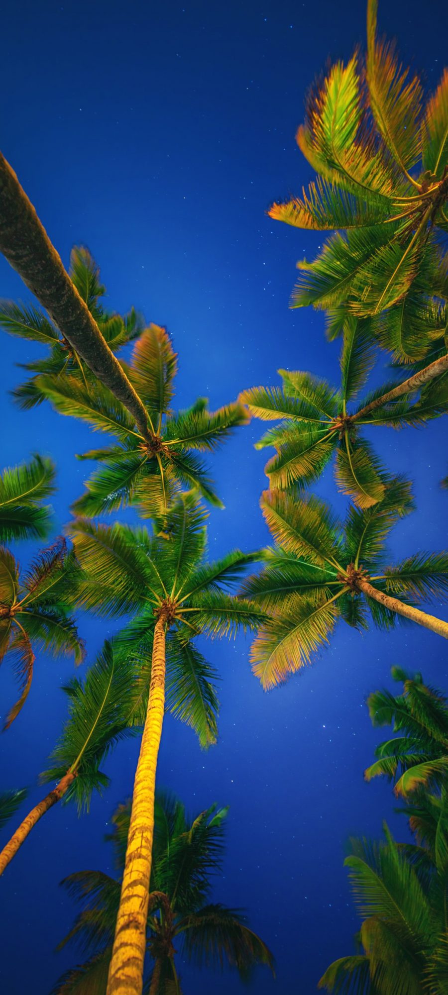 晚上 星空 棕榈树风景全屏手机壁纸