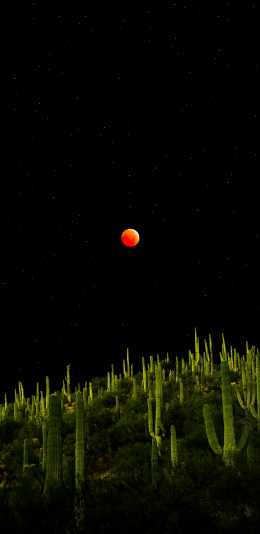 索诺兰沙漠上空的血月 仙人掌