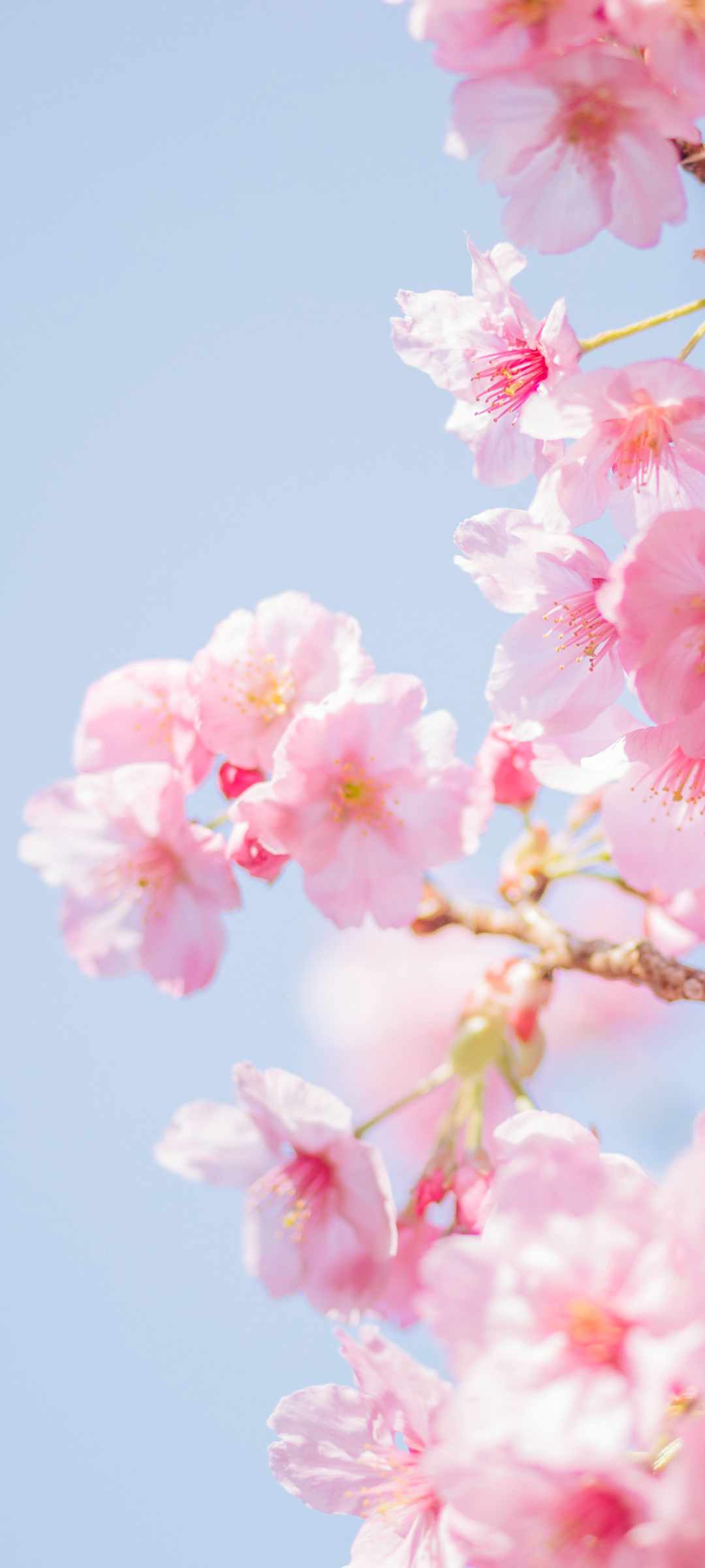 春天粉红色樱花壁纸