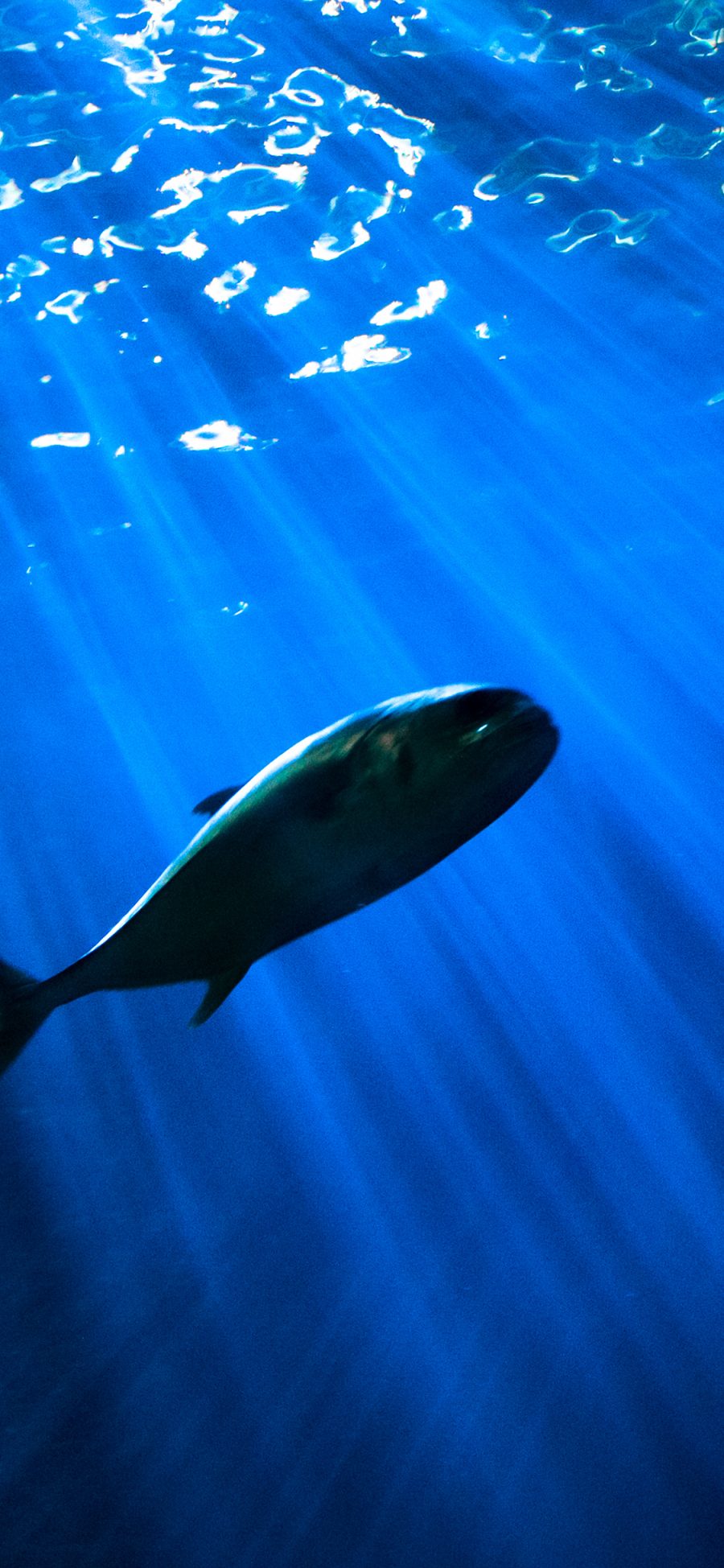 2436 1125 海洋生物大海深海鱼类苹果手机壁纸图片 全面屏手机壁纸