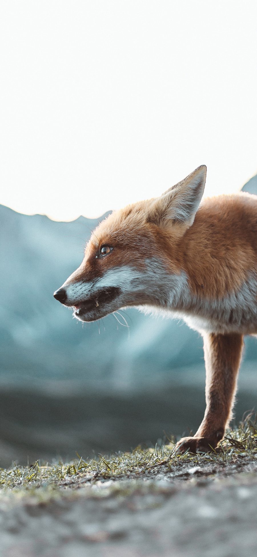 2436 1125 狐狸草地野外身形苹果手机壁纸图片 全面屏手机壁纸