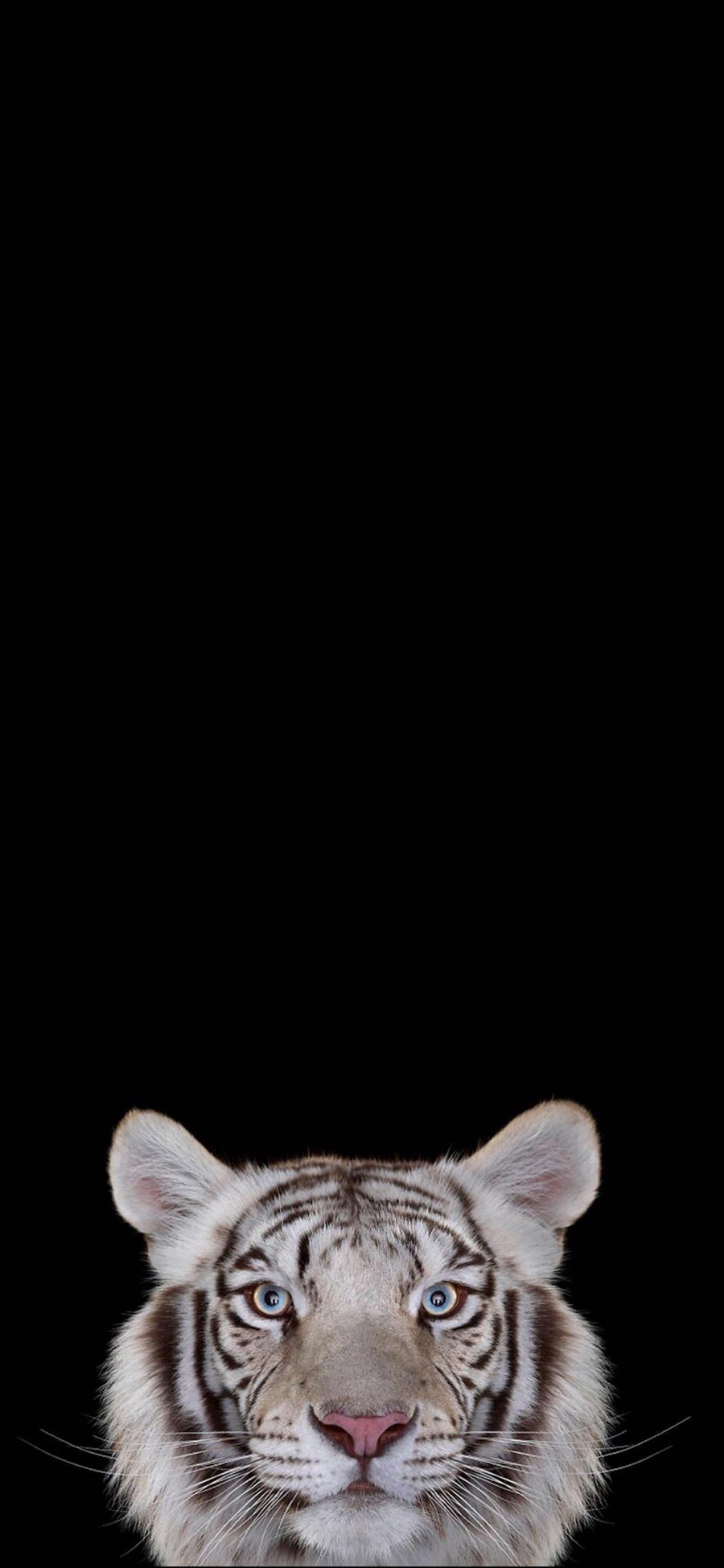 2436 1125 白虎虎头简约猛兽苹果手机壁纸图片 全面屏手机壁纸