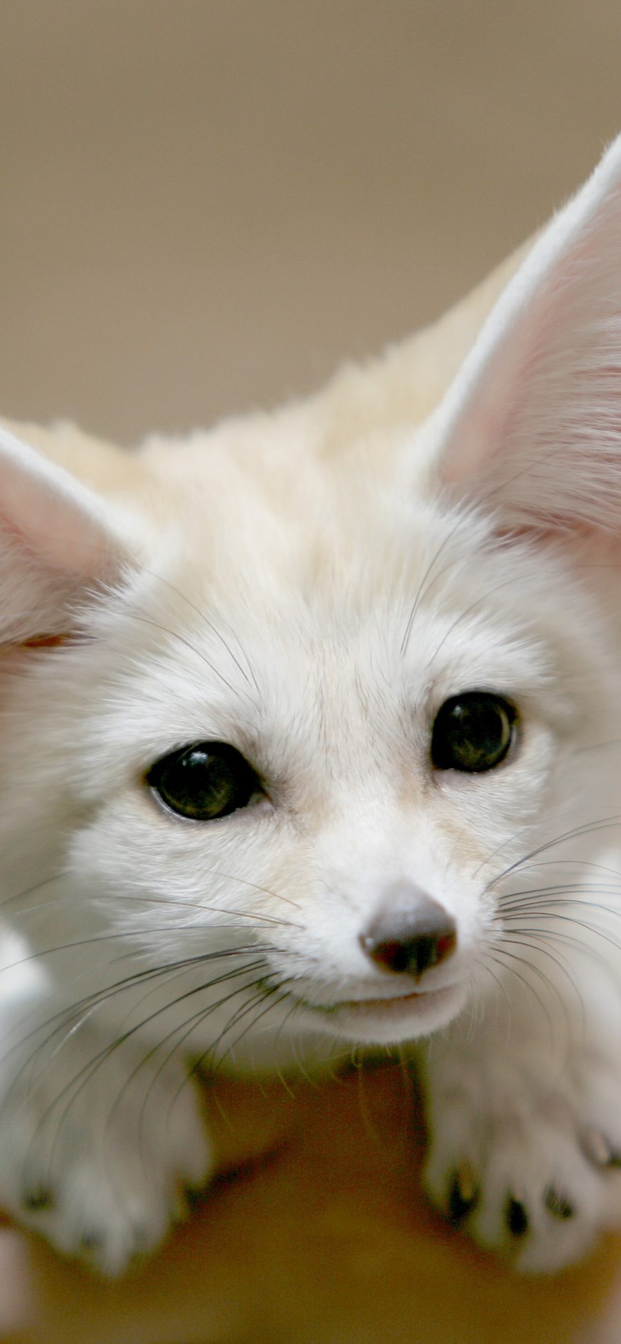 2436 1125 耳廓狐迷你可爱大耳朵萌苹果手机壁纸图片 全面屏手机壁纸