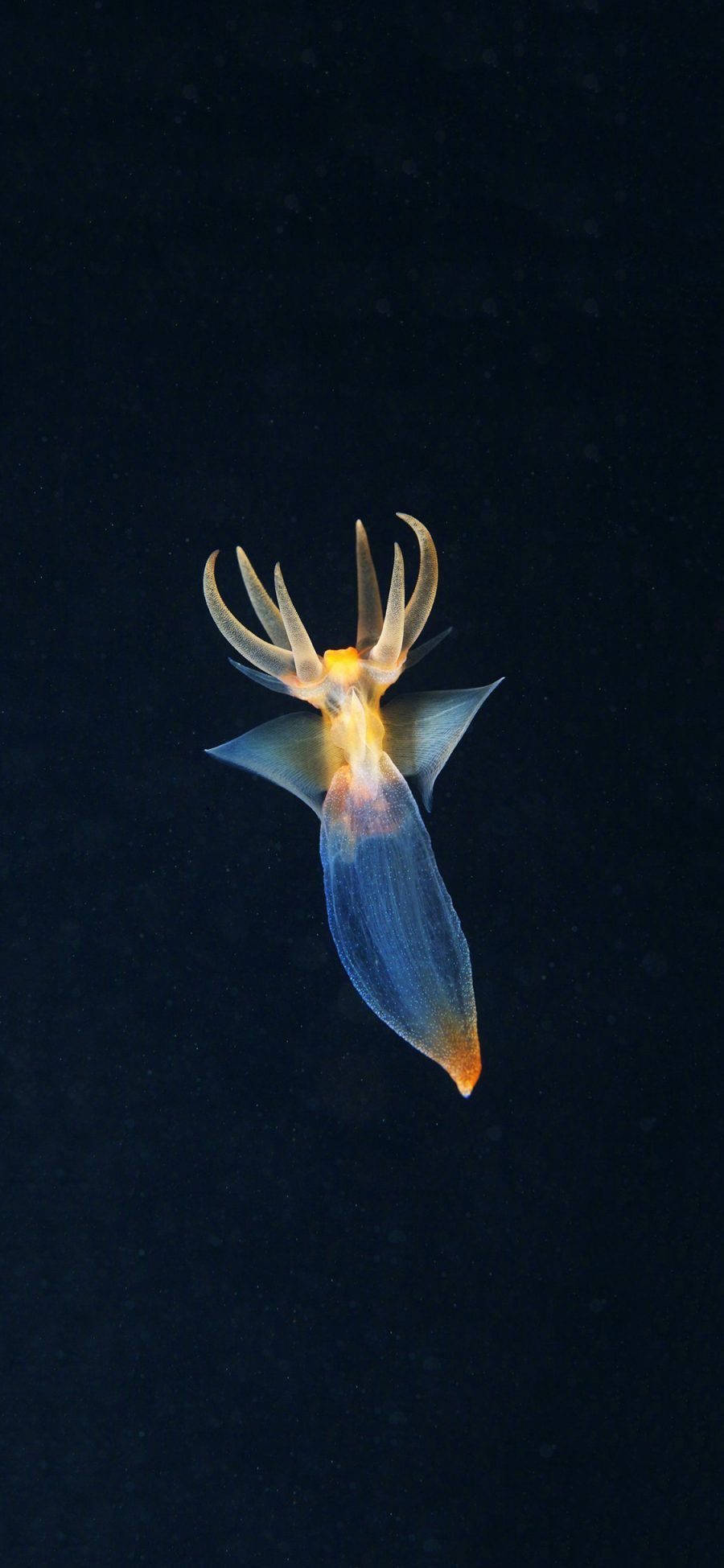 2436 1125 裸海蝶海天使海洋生物透明苹果手机壁纸图片 全面屏手机壁纸