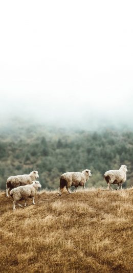 羊 全面屏手机壁纸