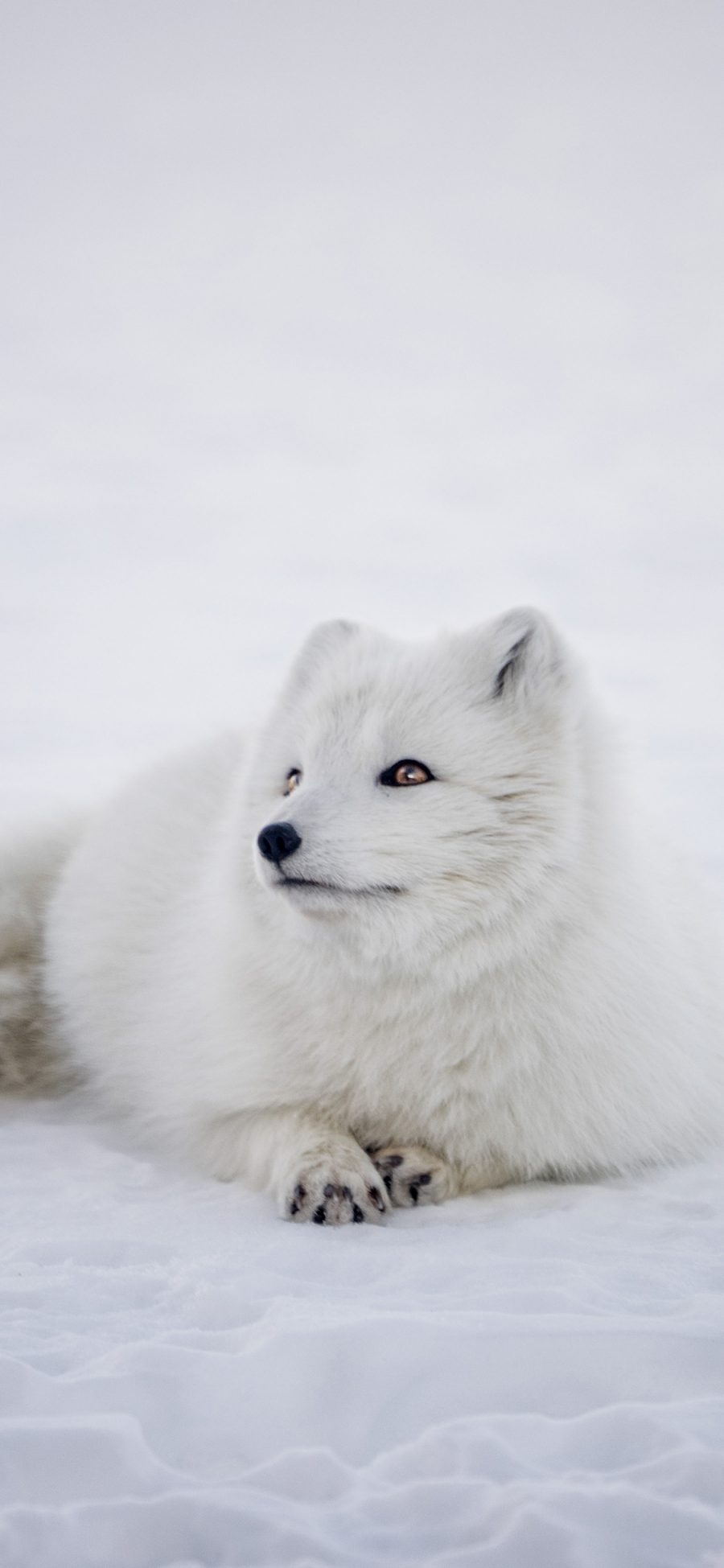 2436 1125 雪狐狐狸白色野生雪地苹果手机壁纸图片 全面屏手机壁纸