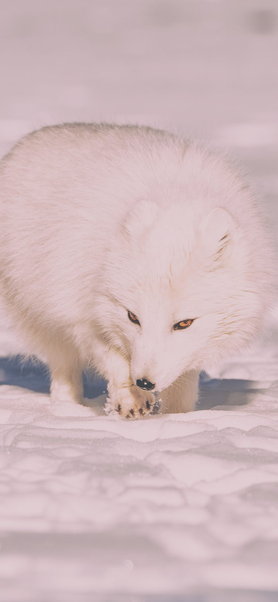 2436 1125 雪狐白狐狐狸雪地白色苹果手机壁纸图片 全面屏手机壁纸