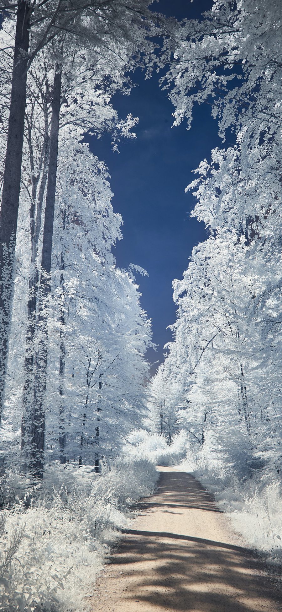 2436 1125 冬季雪景树木梦幻苹果手机壁纸图片 全面屏手机壁纸