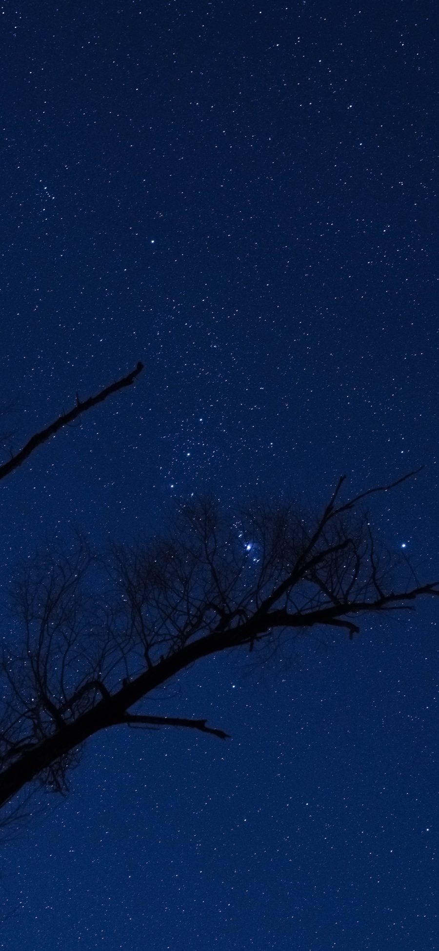 2436 1125 夜空星空夜晚树枝星星苹果手机壁纸图片 全面屏手机壁纸