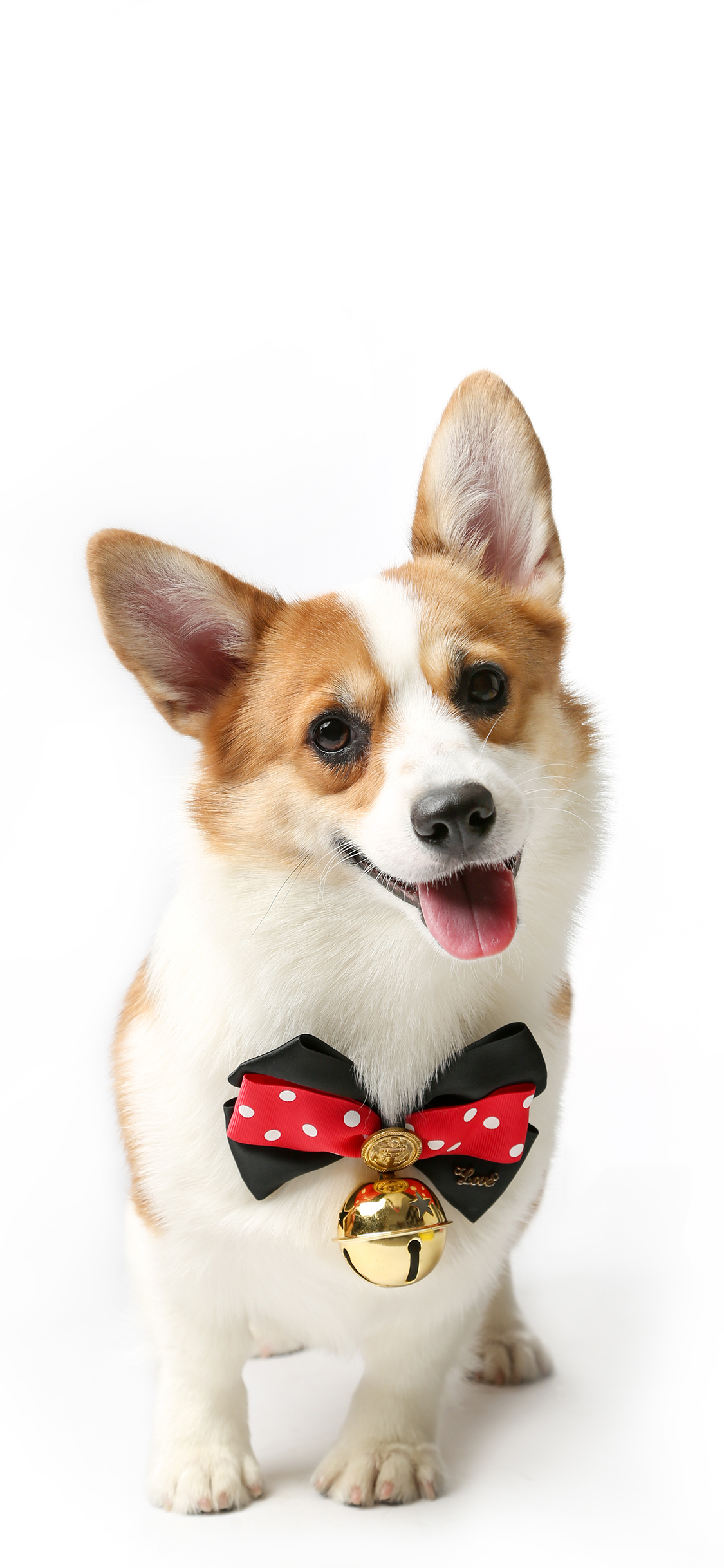 [2436×1125]宠物狗 柯基犬 小短腿 铃铛 苹果手机动漫壁纸图片