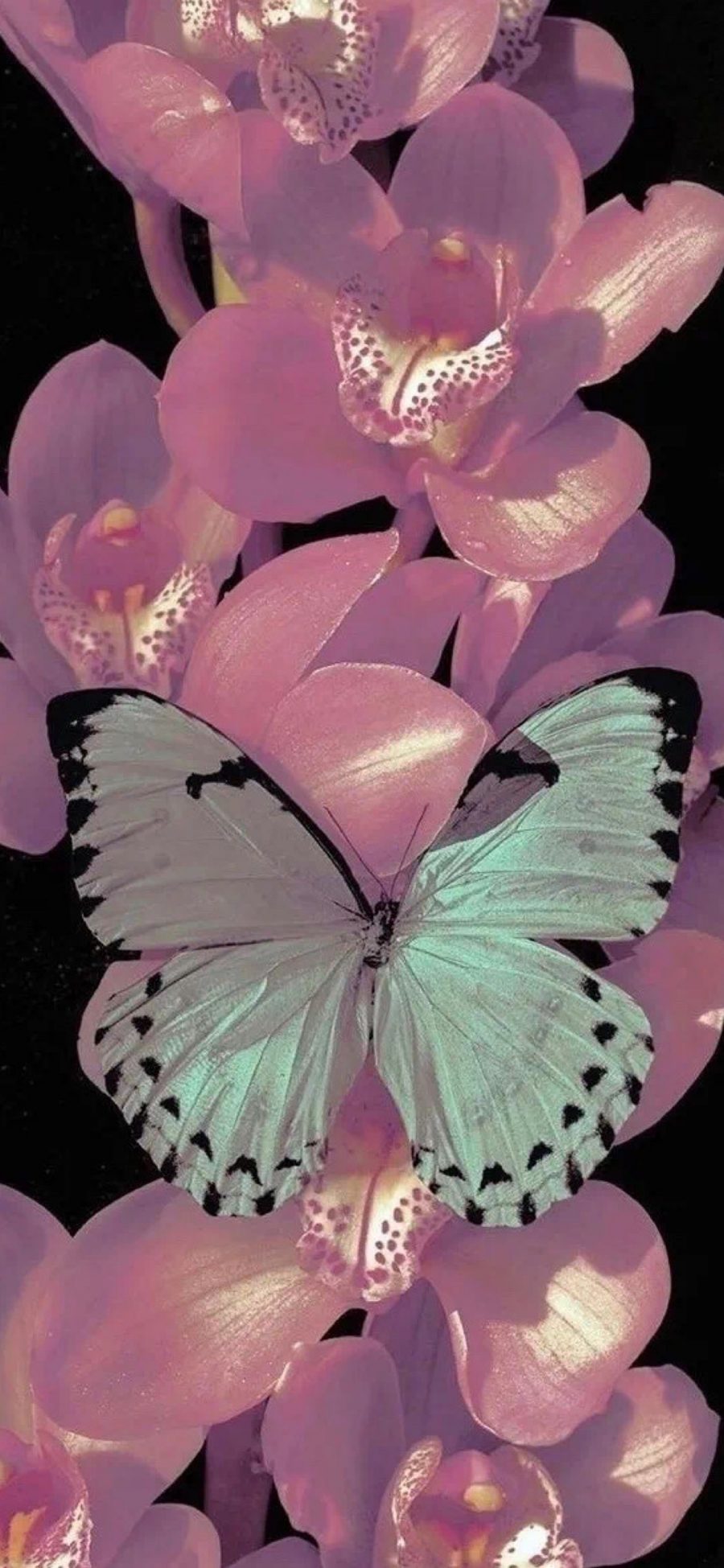 [2436×1125]插图 蝴蝶 花 元素 苹果手机动漫壁纸图片