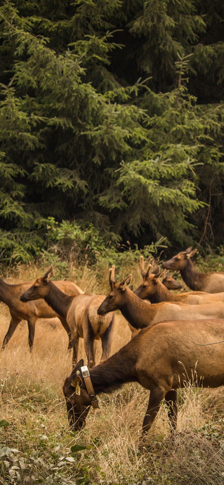 [2436×1125]放牧 鹿群 饲养 野外 苹果手机动漫壁纸图片