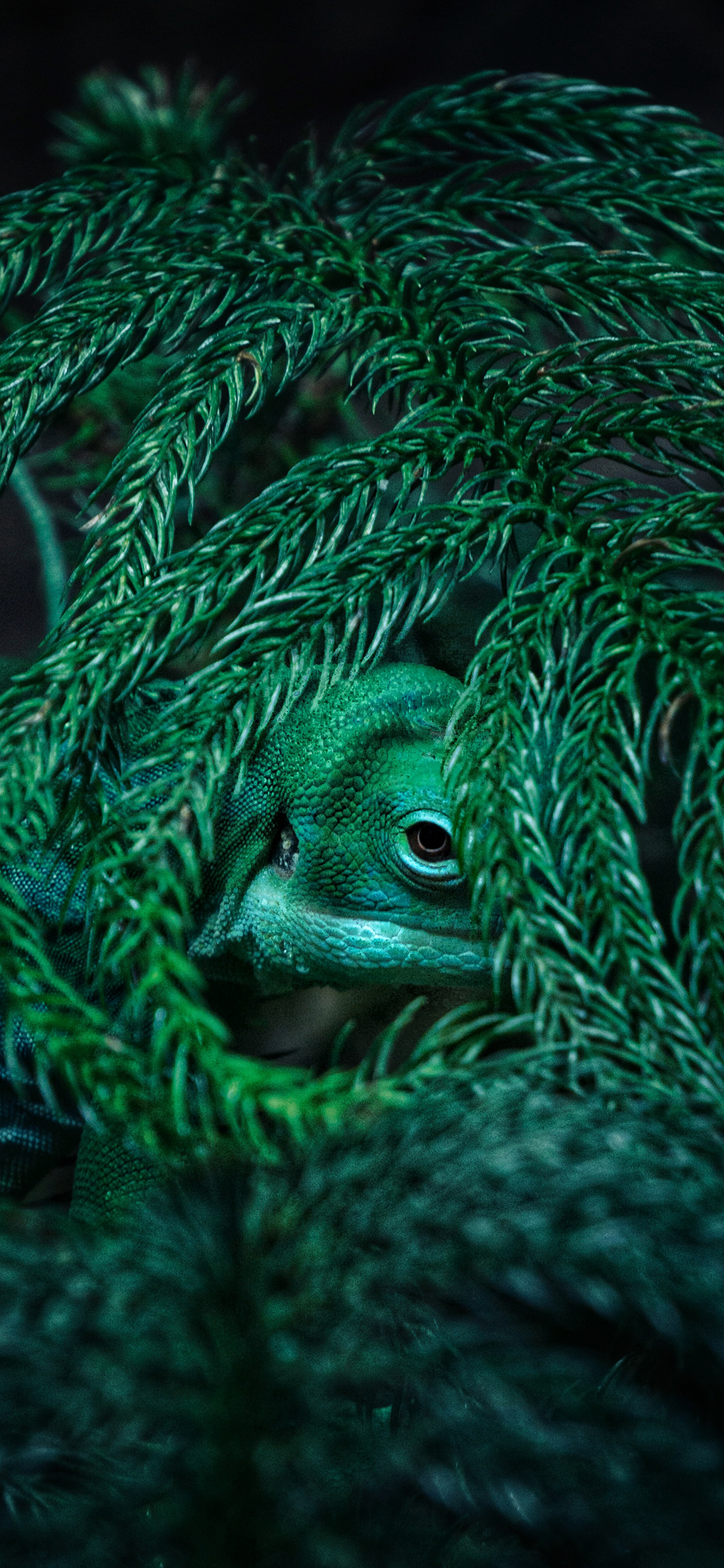 [2436×1125]蜥蜴 枝叶 躲藏 变色龙 苹果手机动漫壁纸图片