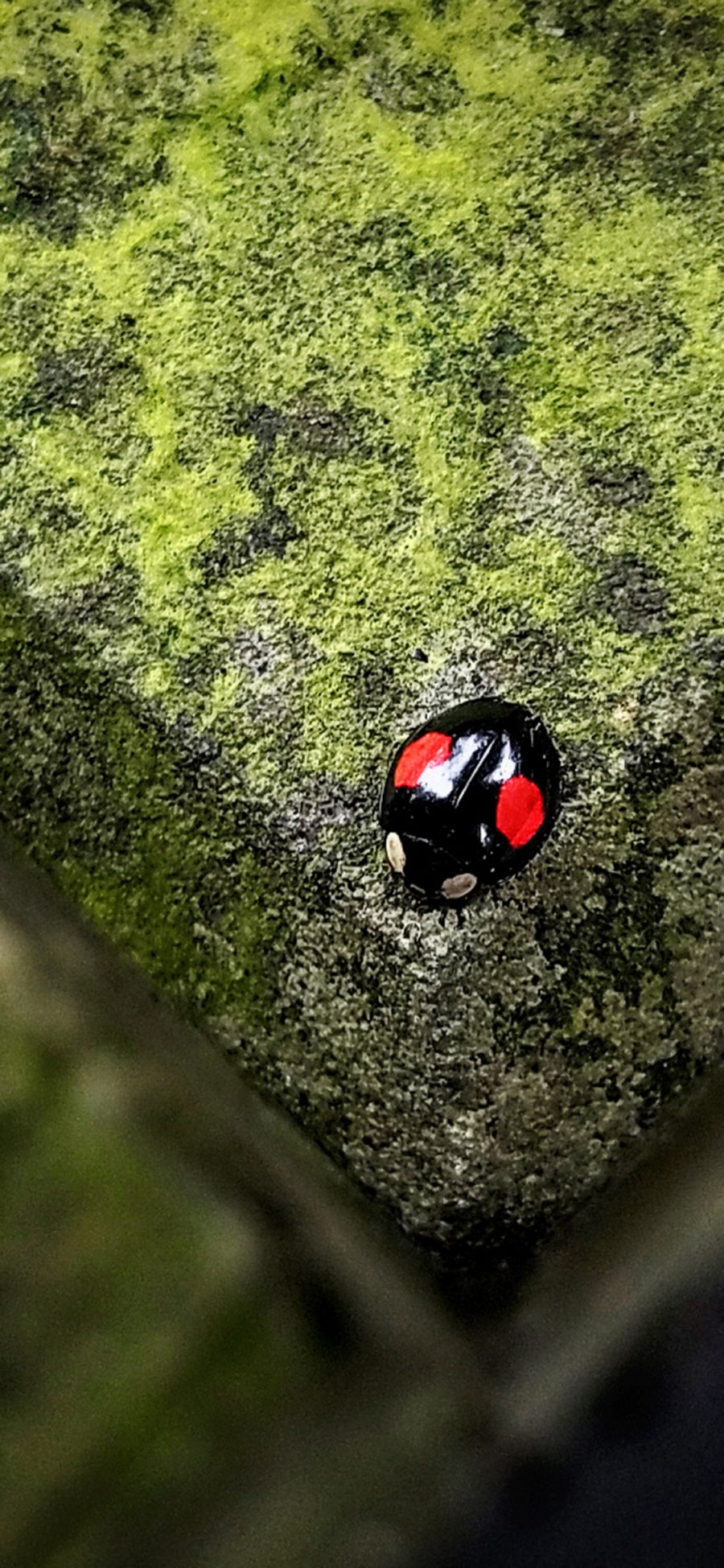 [2436×1125]七星瓢虫 角落 光泽 苔藓 苹果手机壁纸图片