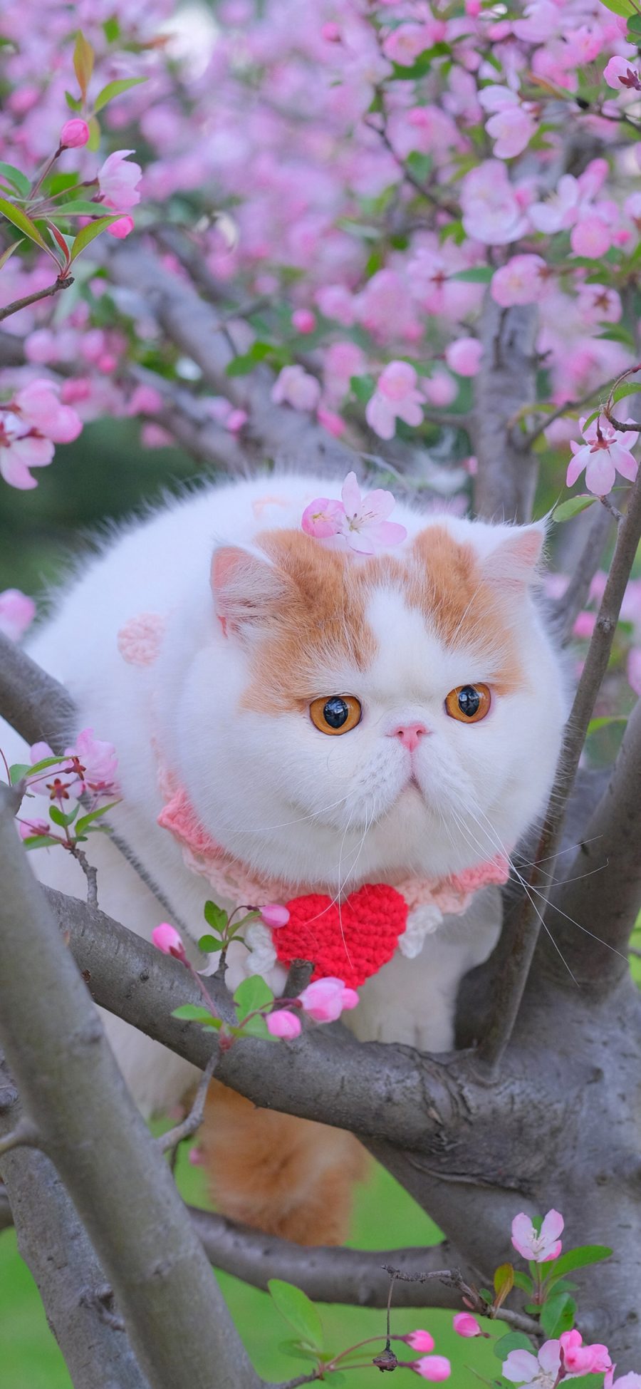 [2436×1125]三宝猪猪 猫咪 宠物 网红猫 鲜花 枝干 苹果手机壁纸图片
