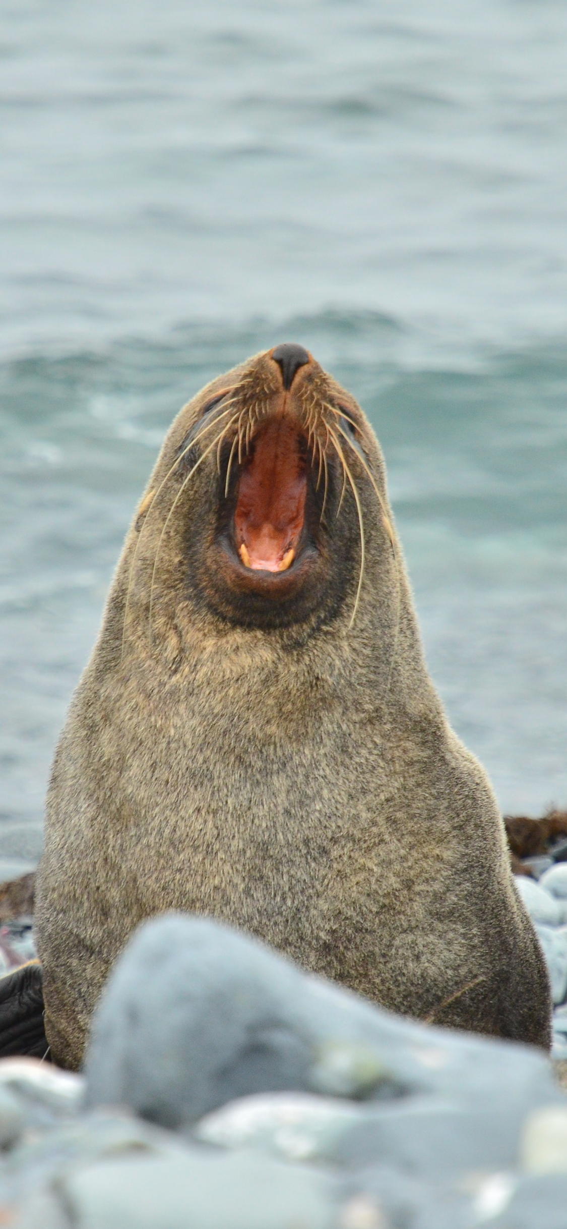 [2436×1125]两栖类 海豹 海岸 张嘴 苹果手机壁纸图片