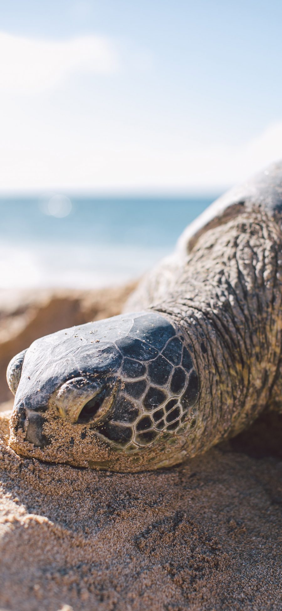 [2436×1125]乌龟 沙滩 海龟 长寿 苹果手机壁纸图片