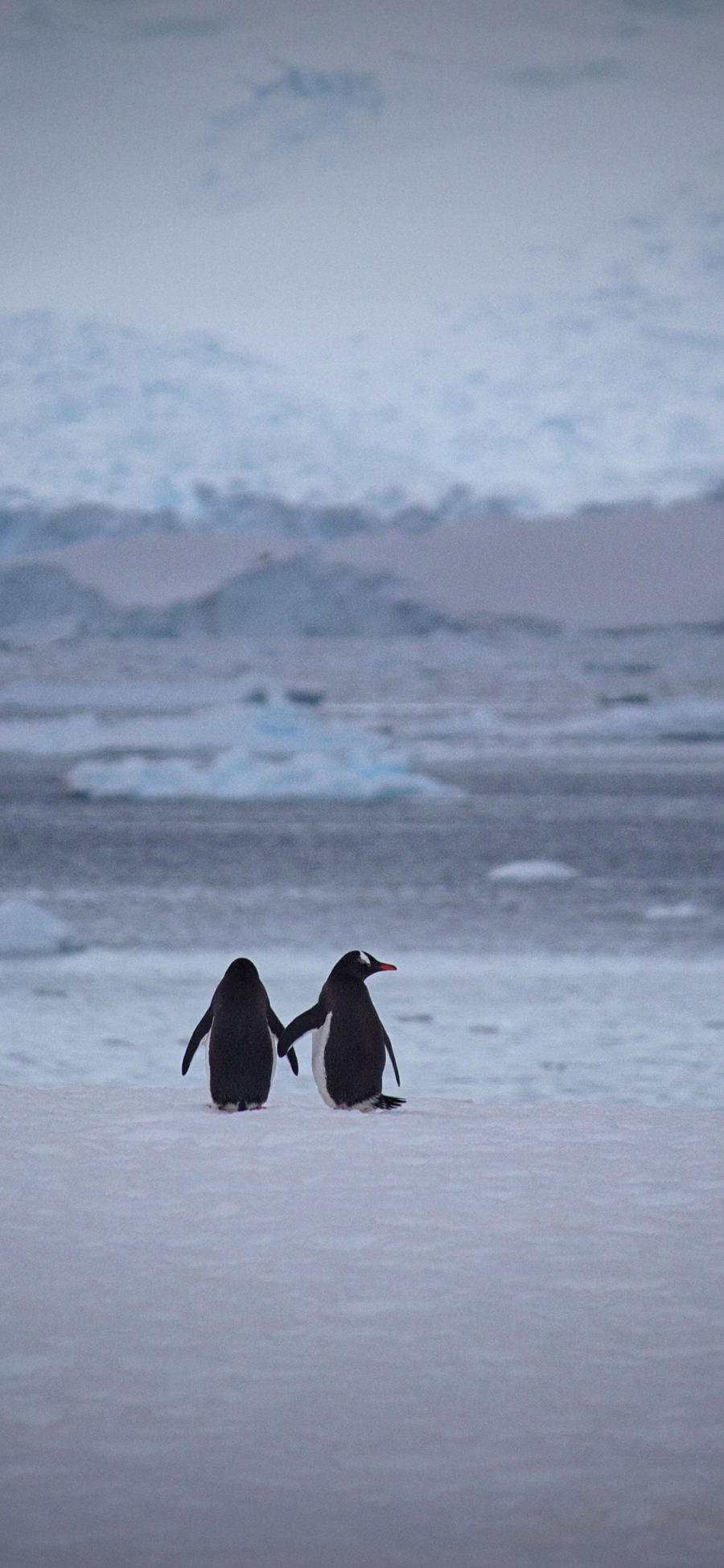[2436×1125]企鹅 动物 南极 冰川 背影 苹果手机壁纸图片