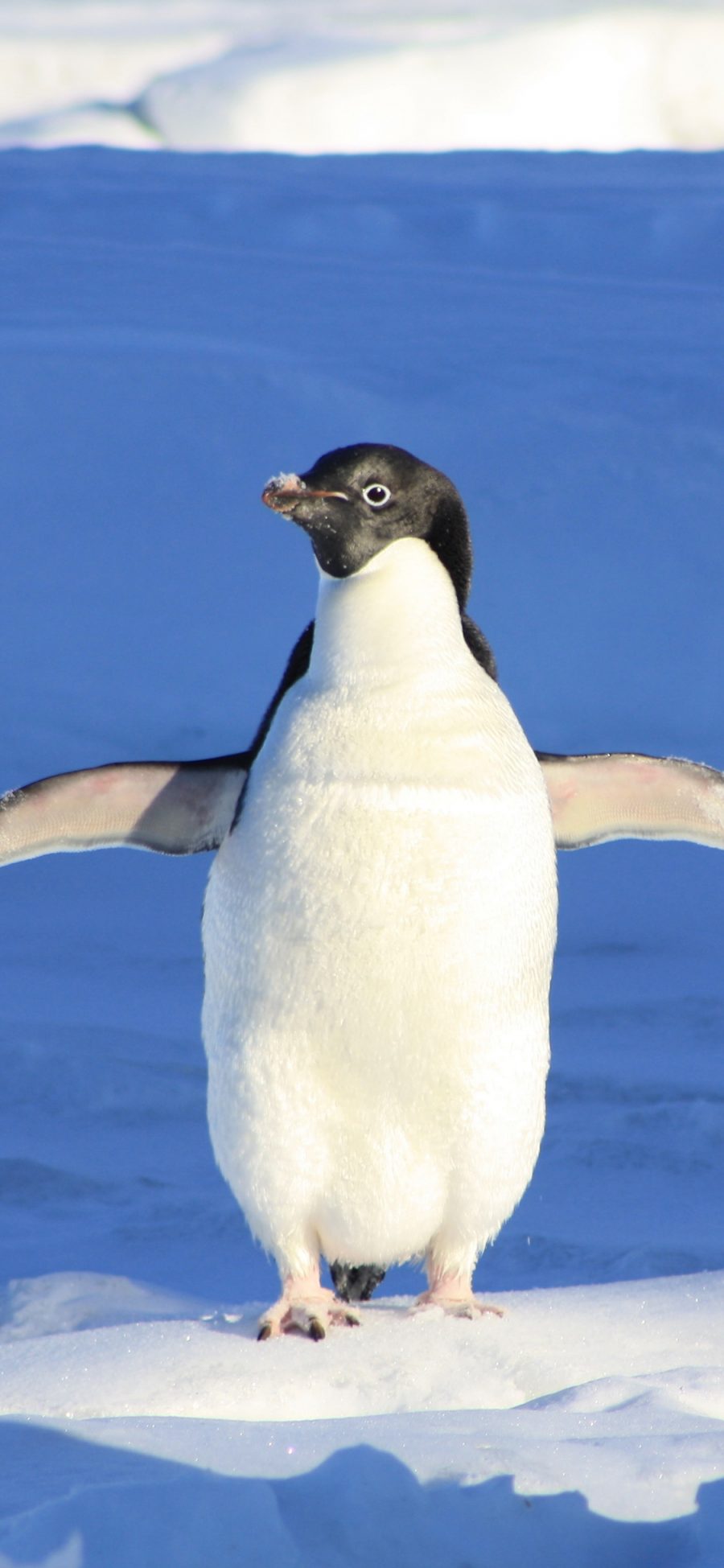 [2436×1125]企鹅 南极 冰块 寒冷 苹果手机壁纸图片