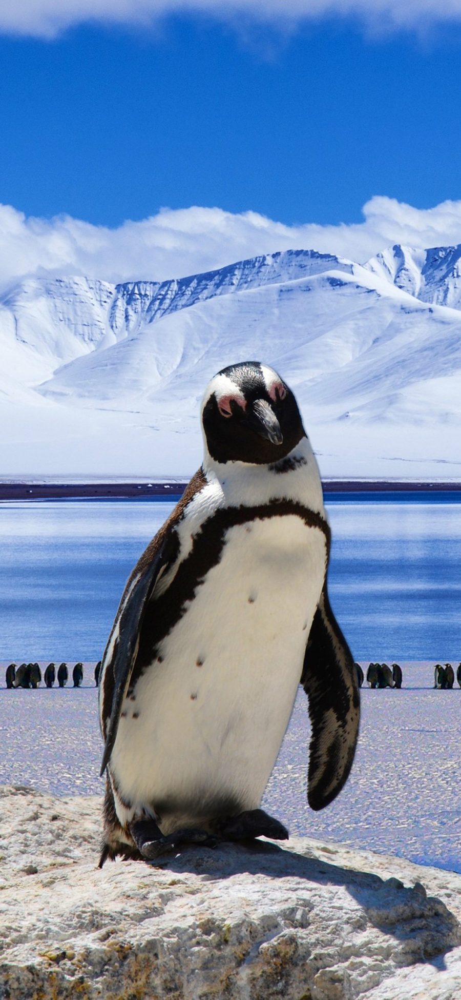 [2436×1125]企鹅 南极 冰川 可爱 苹果手机壁纸图片
