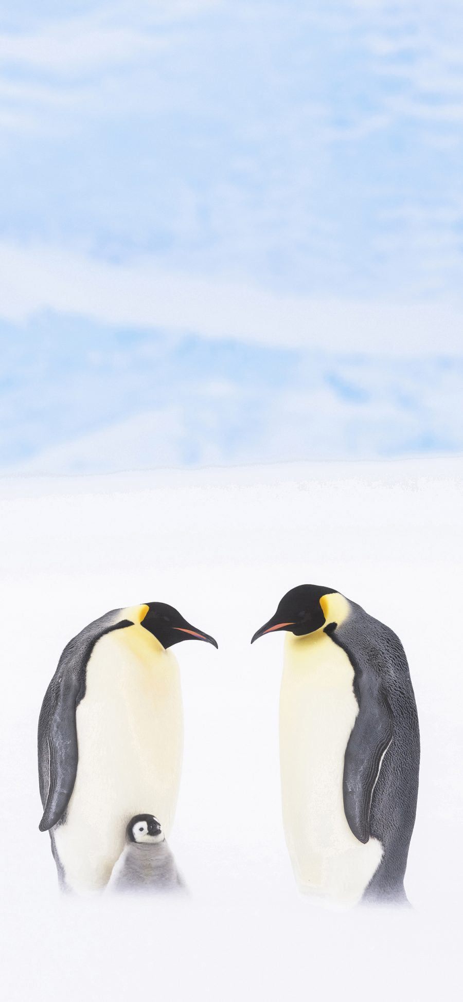 [2436×1125]企鹅 南极 冰川 王朝纪录片 苹果手机壁纸图片