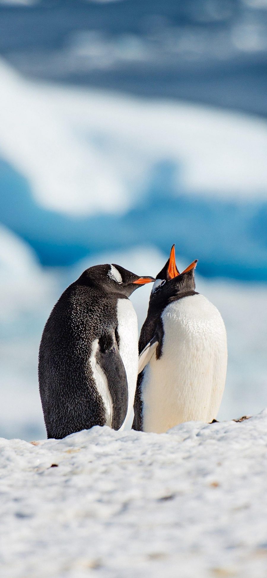 [2436×1125]企鹅 南极 可爱 萌 冰 苹果手机壁纸图片