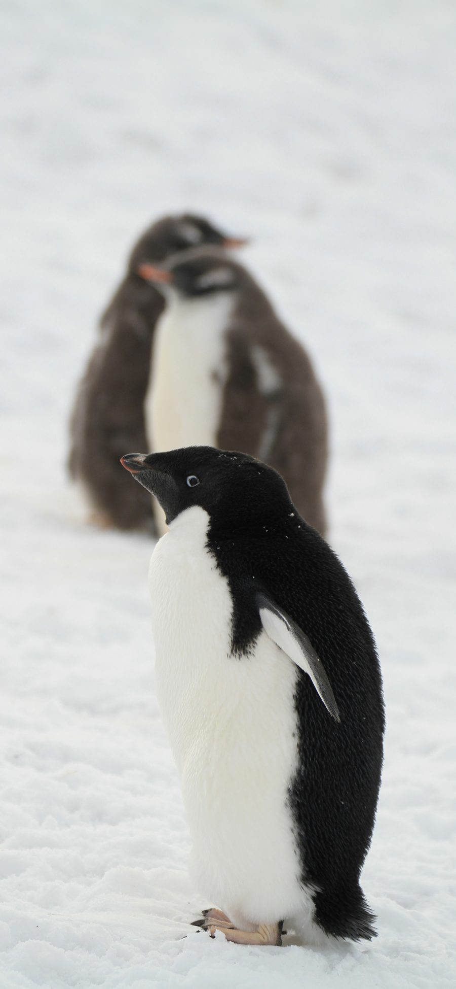 [2436×1125]企鹅 南极 可爱 黑白 雪地 苹果手机壁纸图片