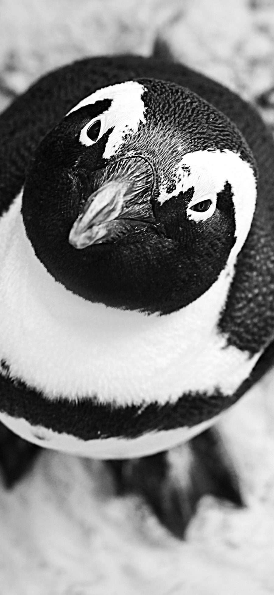 [2436×1125]企鹅 南极 呆萌 黑白 苹果手机壁纸图片