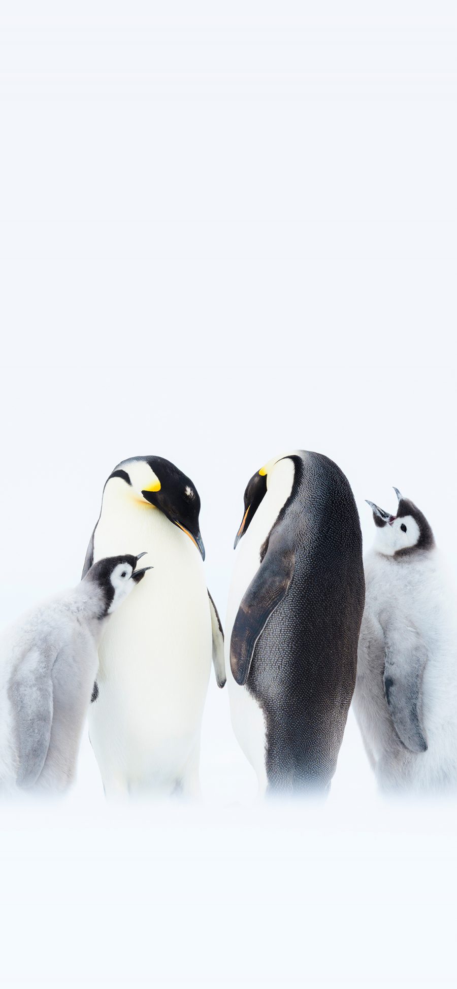 [2436×1125]企鹅 南极 寒冷 王朝纪录片 苹果手机壁纸图片