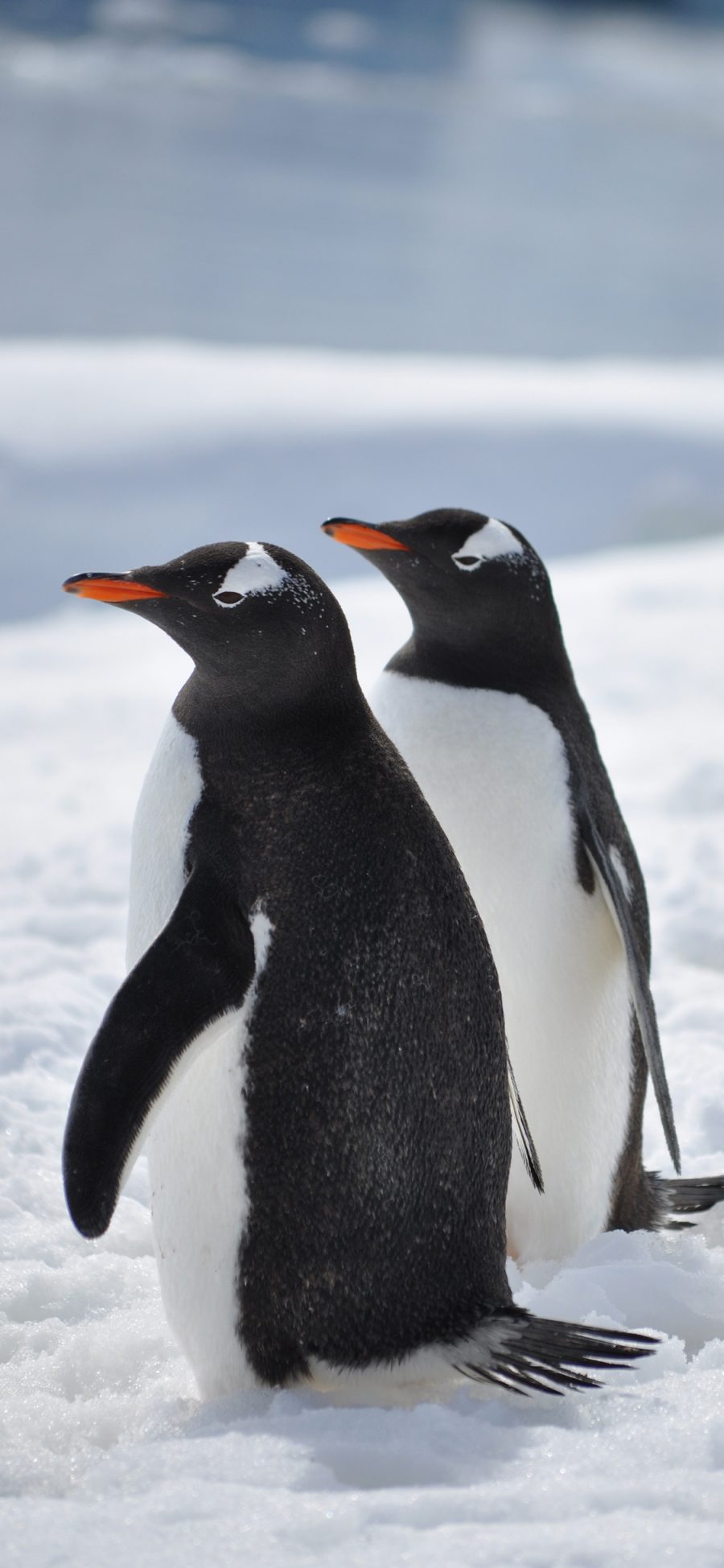 [2436×1125]企鹅 南极 雪地 可爱 萌 苹果手机壁纸图片