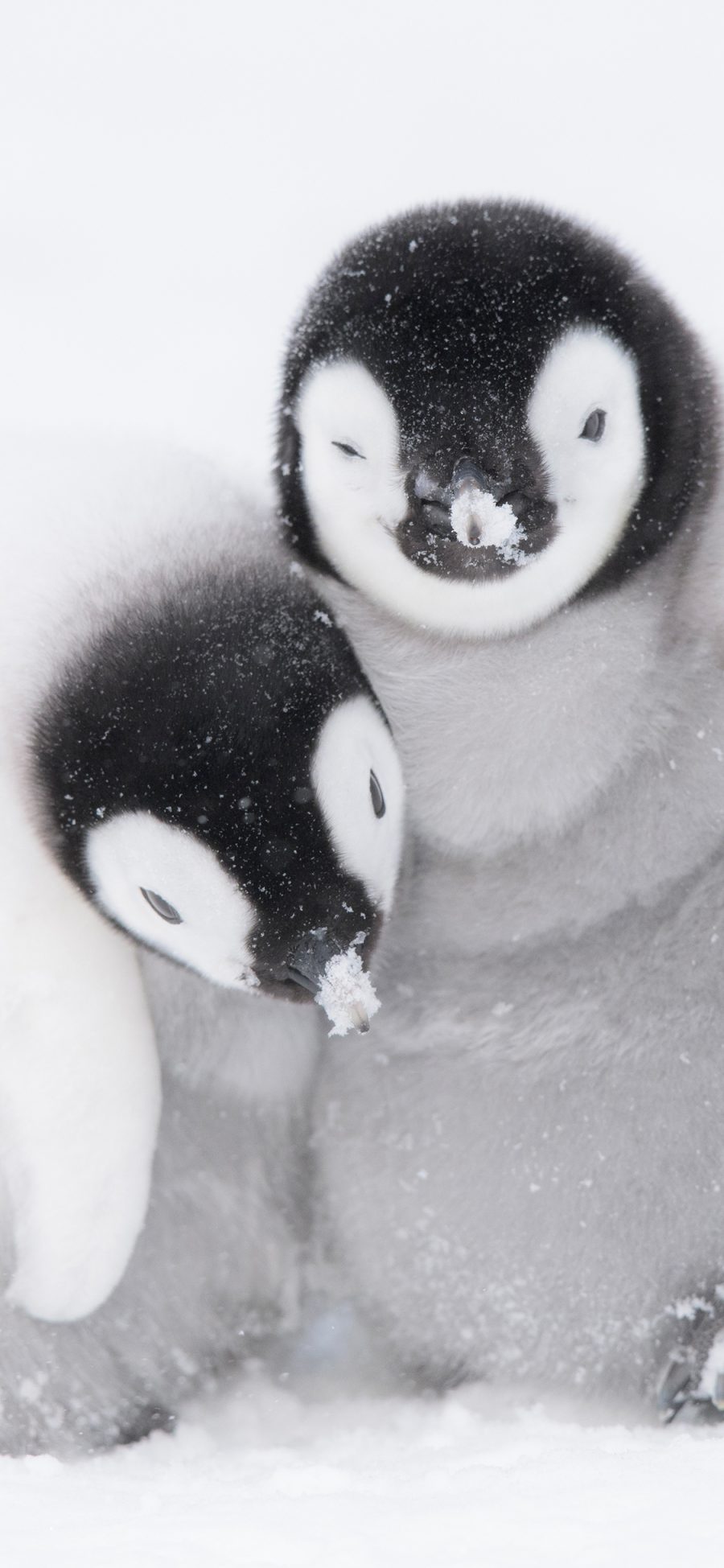 [2436×1125]企鹅 南极 雪地 寒冷 苹果手机壁纸图片