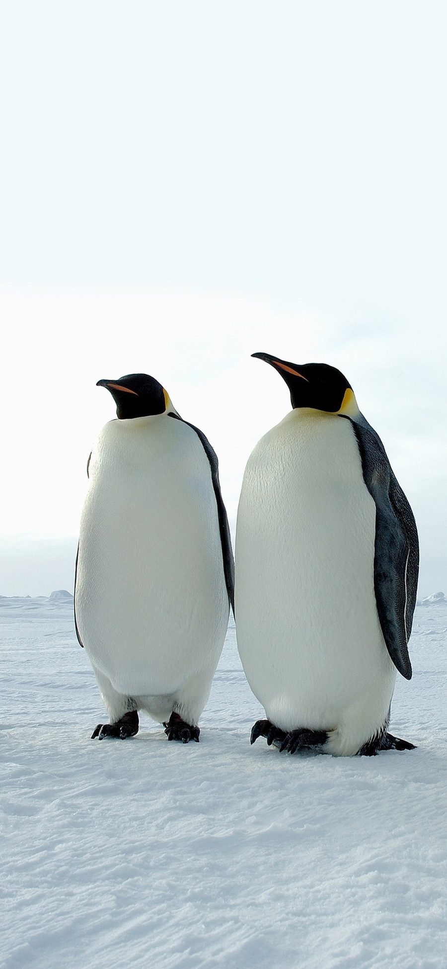 [2436×1125]企鹅 南极 雪地 白色 冷 苹果手机壁纸图片